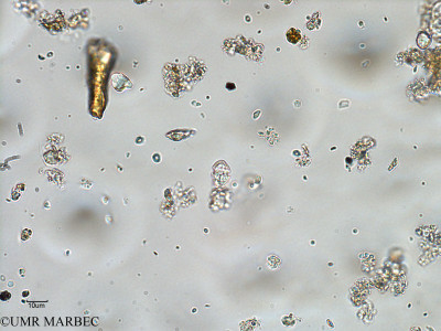 phyto/Bizerte/bizerte_bay/RISCO February 2015/Heterocapsa niei (ancien Baie_T1-A_heterocapsa niei).tif(copy)_thumb.jpg